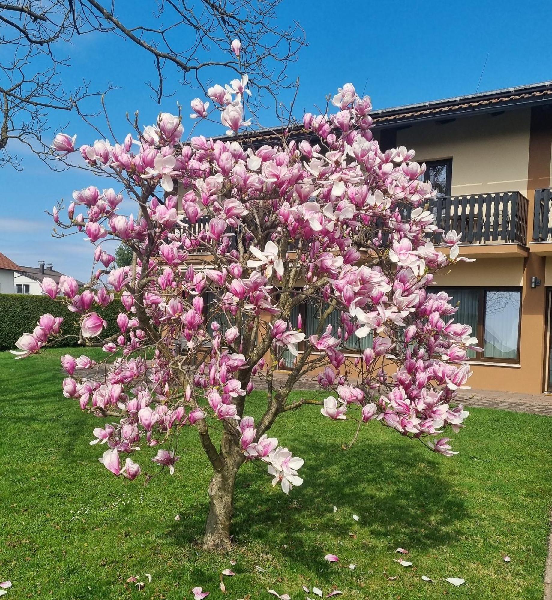 Apartments Ad رادنسي المظهر الخارجي الصورة