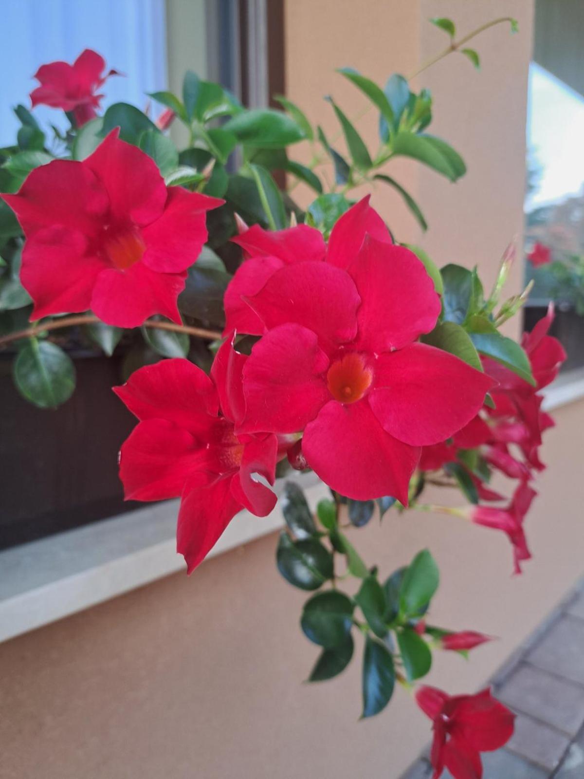 Apartments Ad رادنسي المظهر الخارجي الصورة